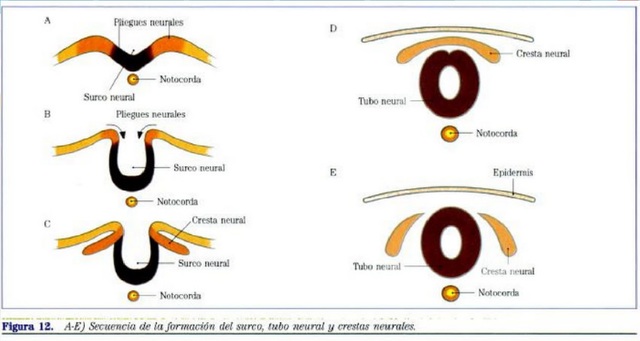 Desarrollo de la capa germinal ectodérmica (neurulación)