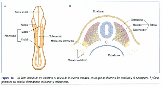 Desarrollo de la capa germinal mesodérmica