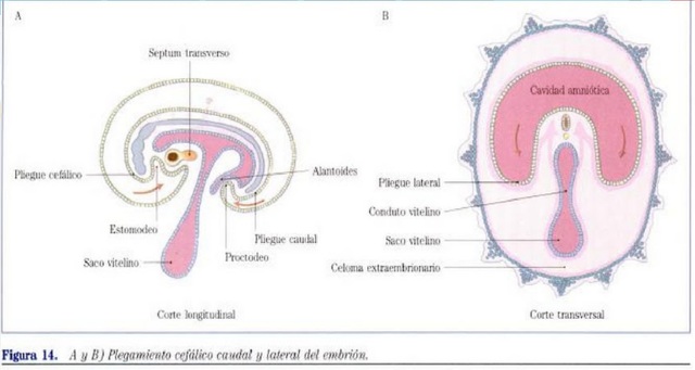 Desarrollo del corion y del trofoblasto