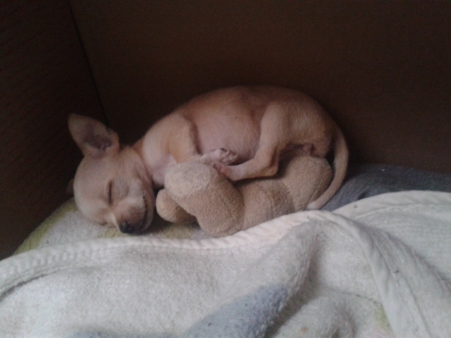 Me regalan una perrita (15 años)