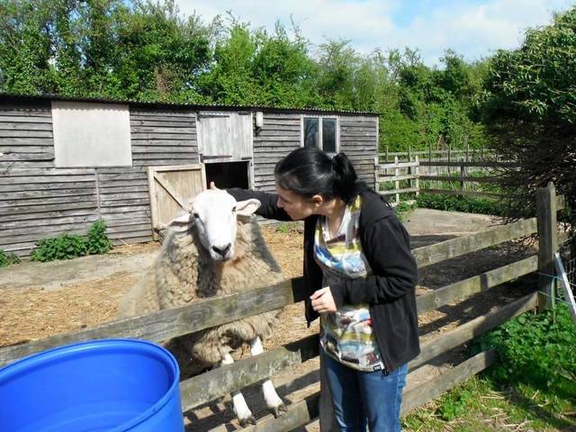 Got 2 pet sheep the other one is shy!