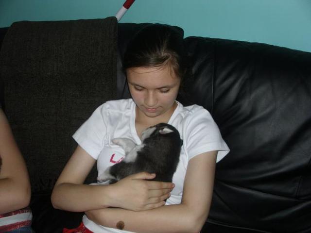 Brought this adorable little husky!