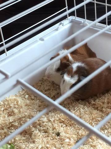 Got Guinea Pigs