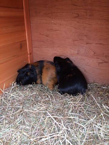 Got More Guinea Pigs