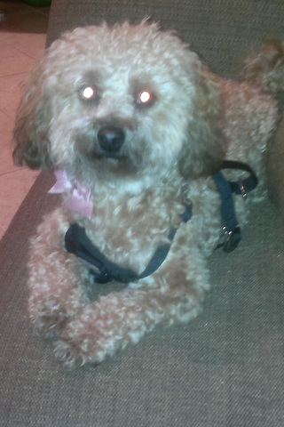 A New Member of the Family