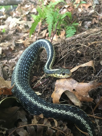 Caught my first snake