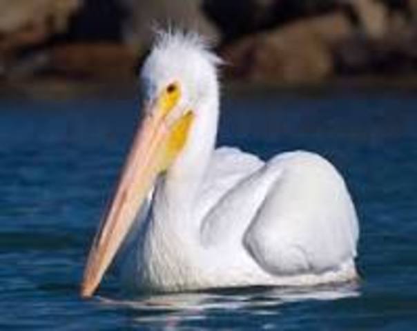 Pelican Island