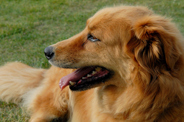 I got my dog, Mickey