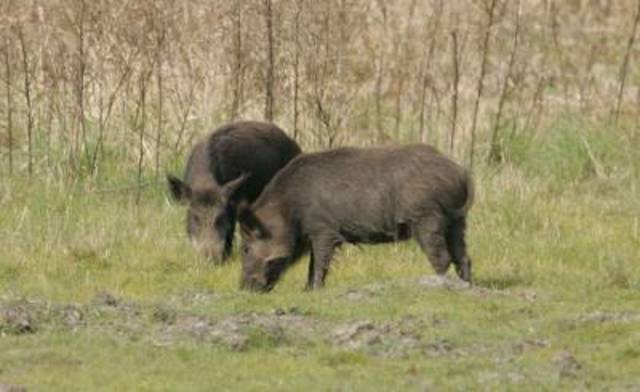 When I went on a boar hunt