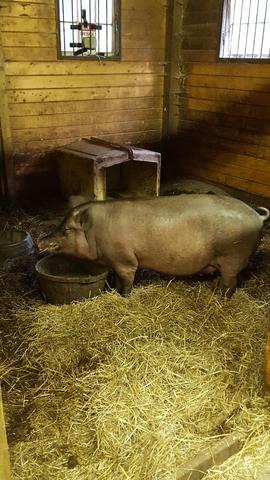 When i got my first pig