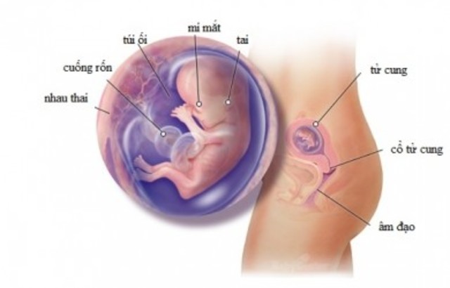 Month 3 Development of The Baby