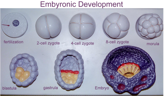 Zygote