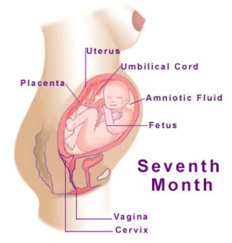 Month 7 Development of the Baby