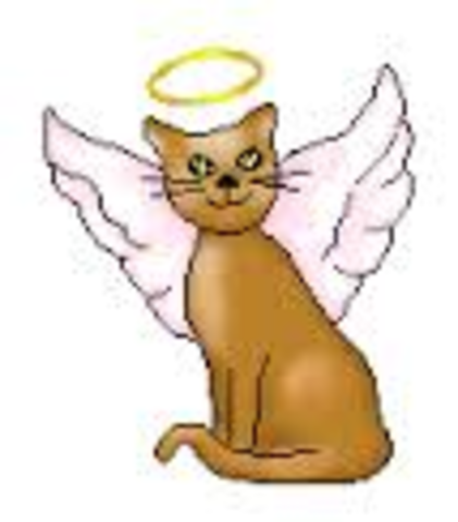 My cat passed away