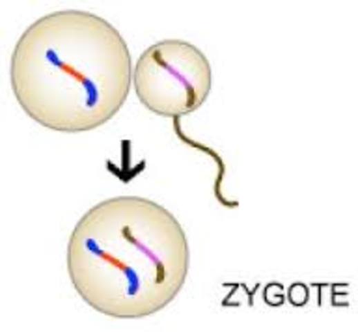 Zygote