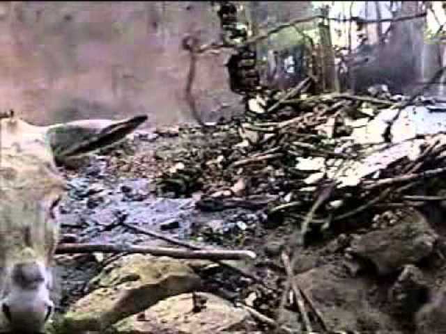 Conflicto armado colombiano en 2001