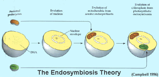 Endosymbiont Theory