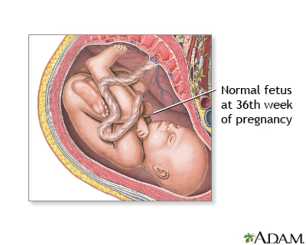 Month 9 Development of The Baby
