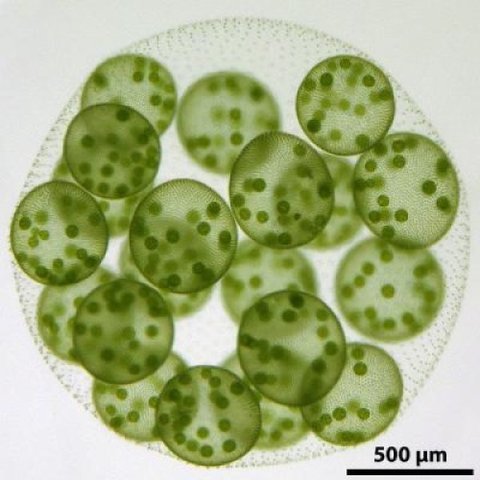 Multicellularity