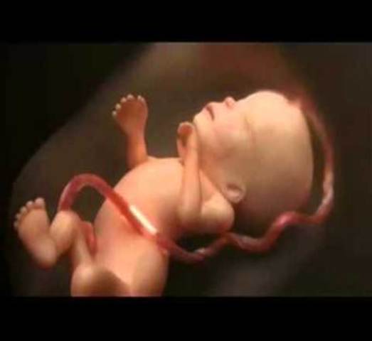 6 MESES EN EL VIENTRE