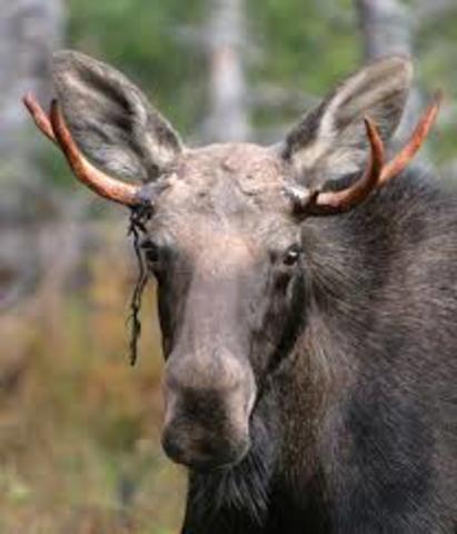 Bull Moose