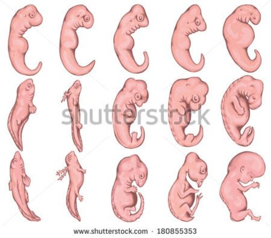 Embryo