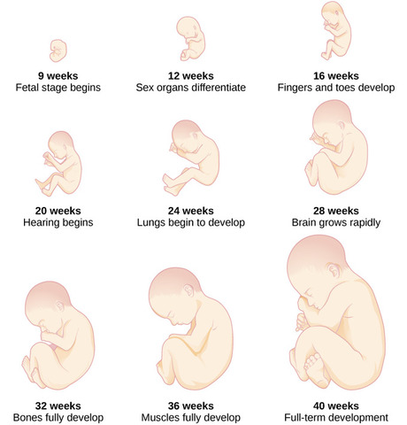 Fetal Stage