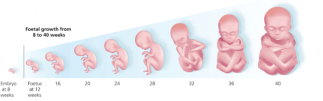 Fetal Stage