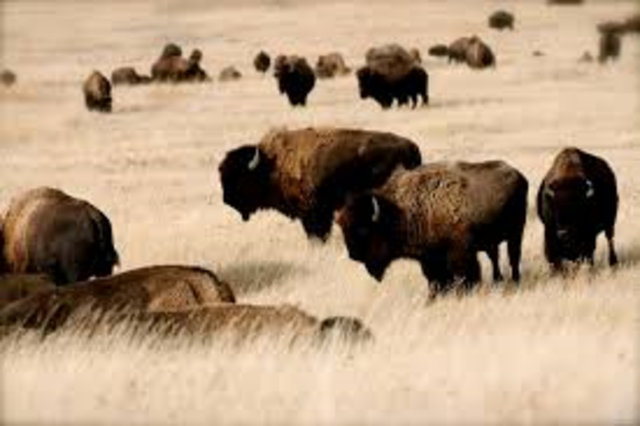Extermination of Buffalo Herds