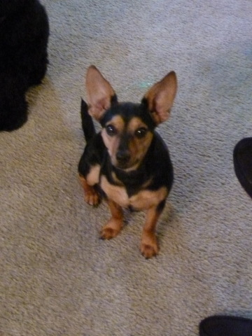 Connor got a new pet dog, Derby.