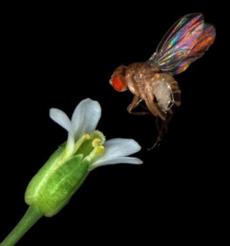 Drosophila and Arabidopsis