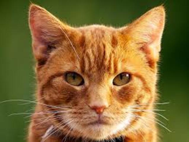 Also got my Cat Petie