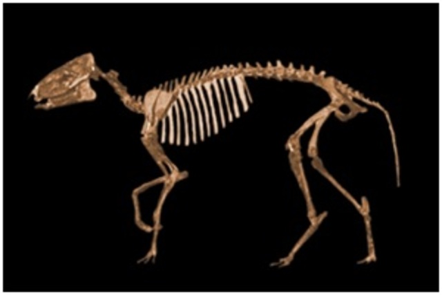 37millones de años aproximadamente.