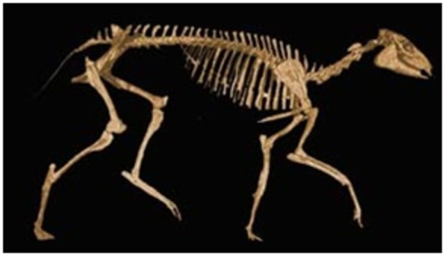 cerca de 32 millones de años.