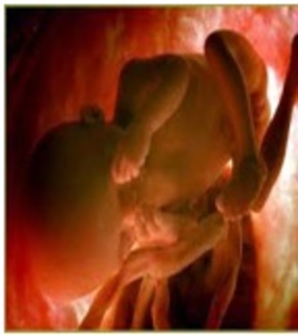 24 semanas de gestación