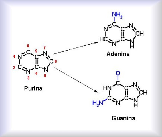 Estructura de la Purina