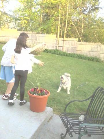 Having to Giveaway My Dog