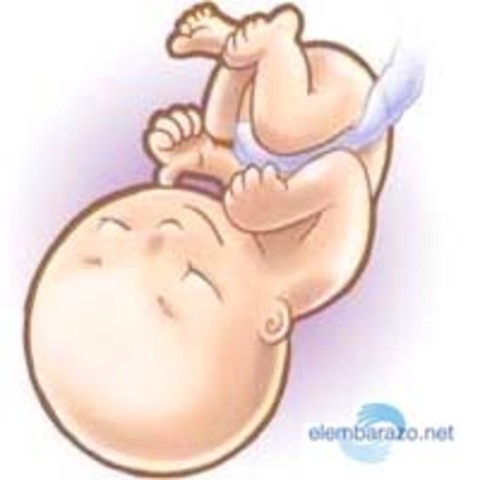 24 semanas (5 meses)