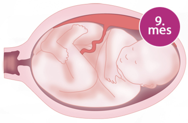 24 semanas(5 meses)- 9meses