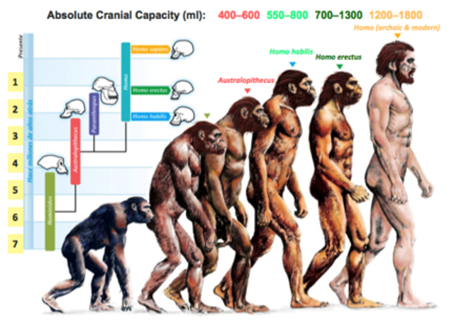 Aparición del Homo sapiens sapiens en la península (40000 a.C)