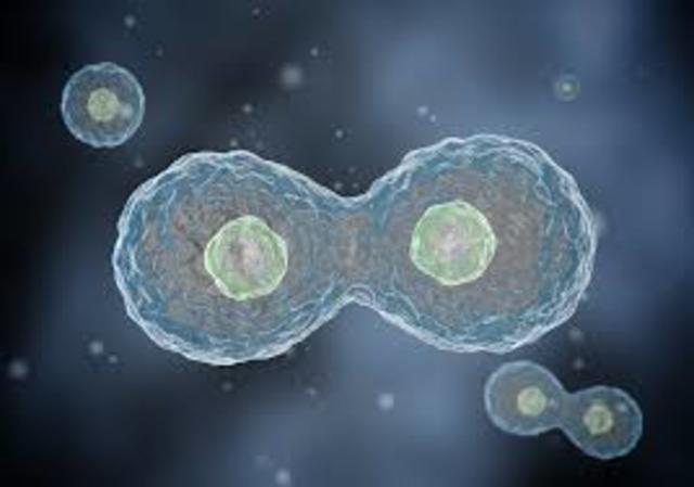 Cell Division Is Discovered