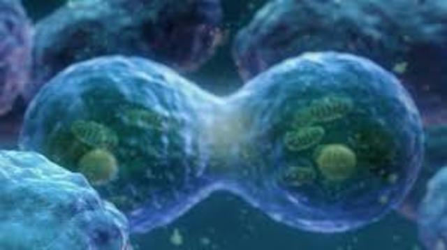 Mitosis