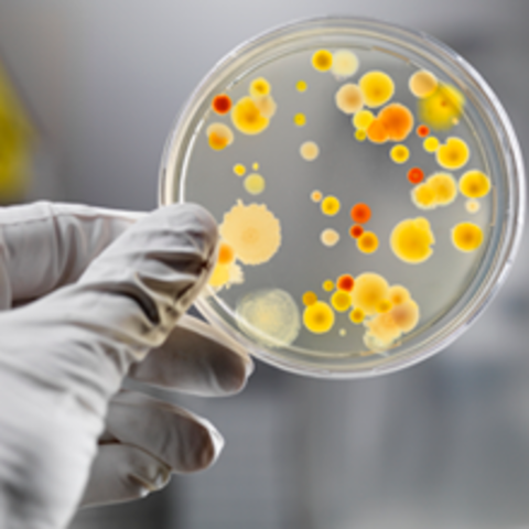 Microbial Genome Project