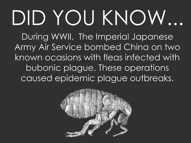 the bubonic plague begans