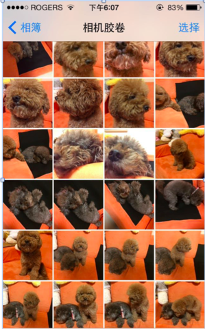 I started to keep two dogs