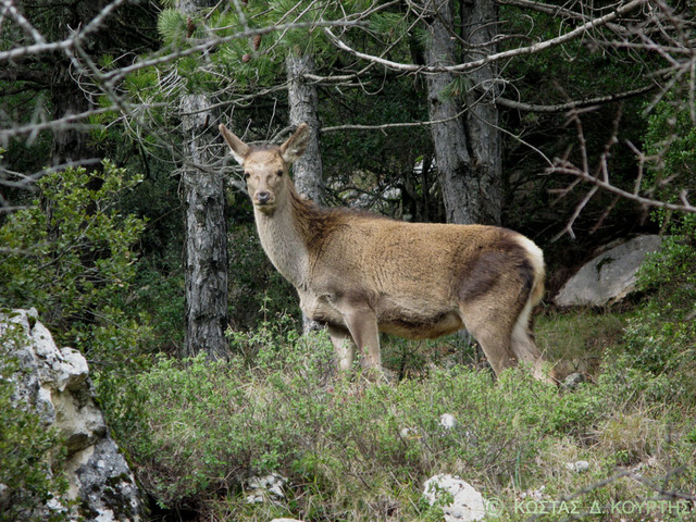 Σεμινάριο Εισαγωγικής Επιμόρφωσης στην Περιβαλλοντική Εκπαίδευση