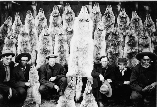 Wolves began to get hunted