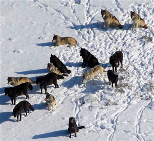 Wolf prosecution continues