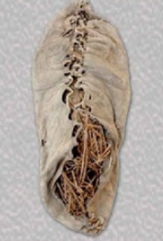 Oldest known shoe