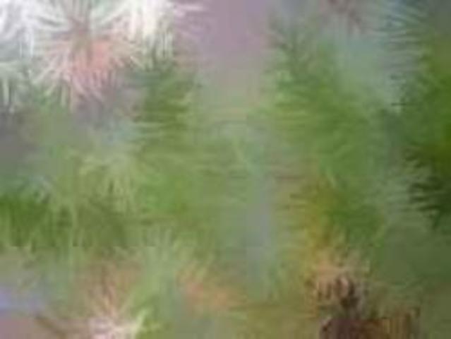 Ingeniería inyectable de tejidos